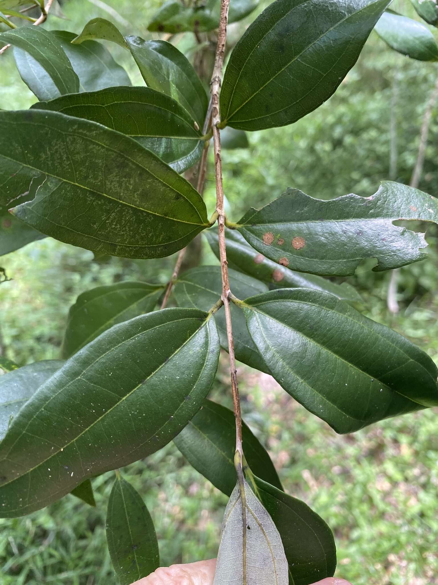 Image of Rhodamnia argentea Benth.