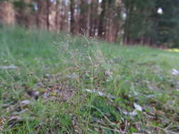 Image of silver hairgrass