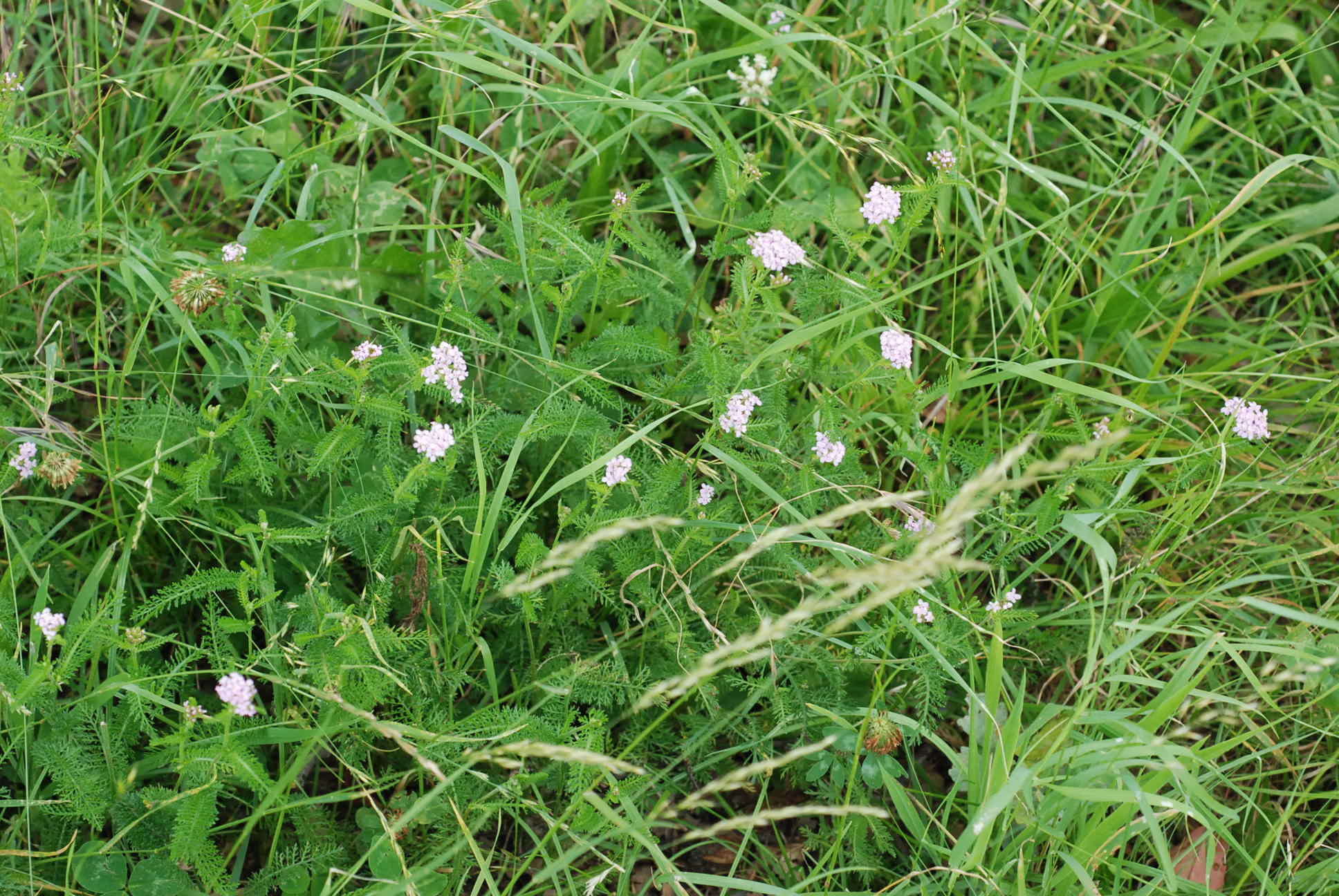 Sivun Achillea roseo-alba Ehrend. kuva