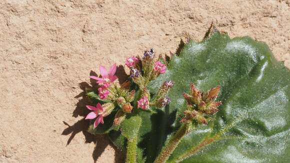 Image of broadleaf gilia