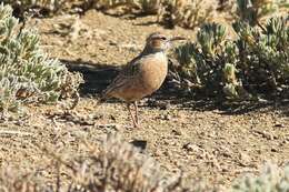 Imagem de Chersomanes albofasciata kalahariae (Ogilvie-Grant 1912)