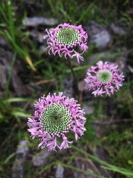 Image of grassleaf Barbara's buttons