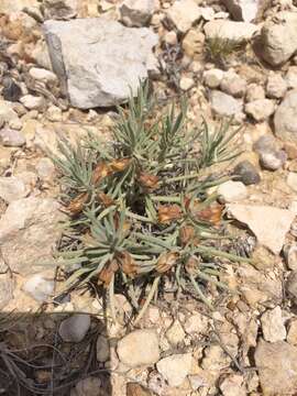 Imagem de Salvia whitehousei Alziar