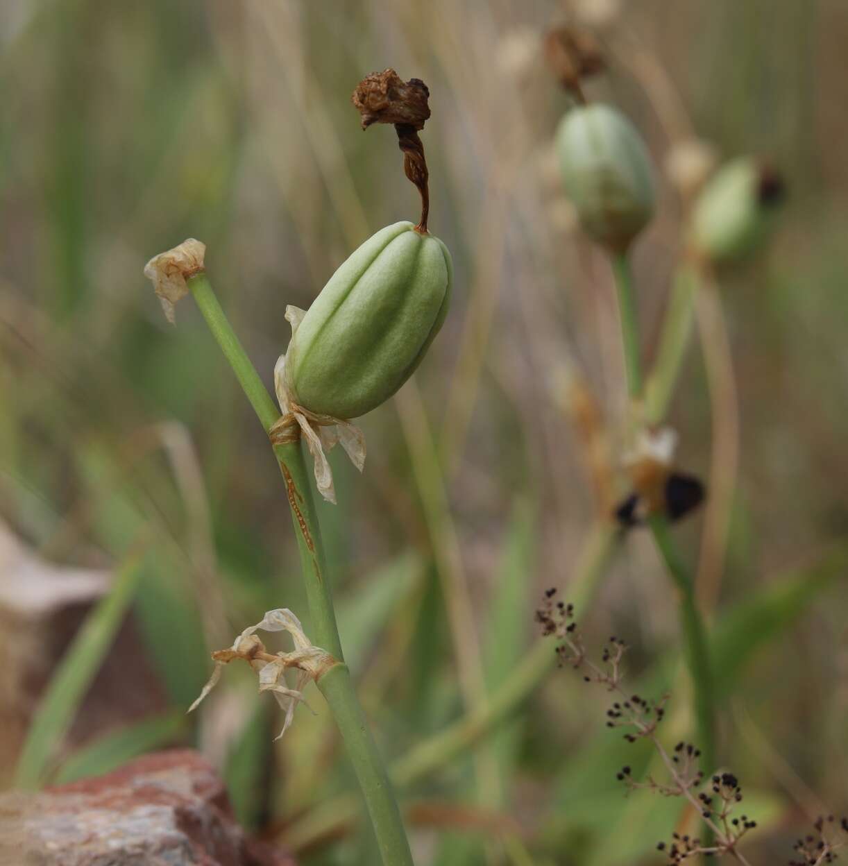 Imagem de Iris pallida subsp. illyrica (Tomm. ex Vis.) K. Richt.