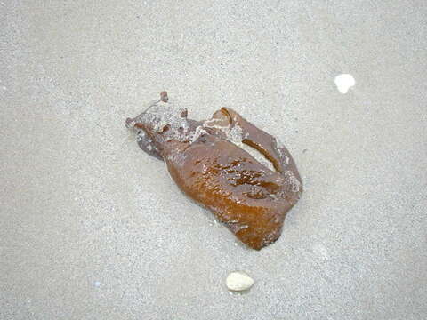 Image of spotted sea hare