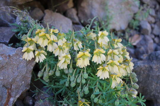 Image of Tropaeolum kingii Phil.