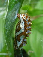 Imagem de Euptoieta hegesia meridiania Stichel 1938