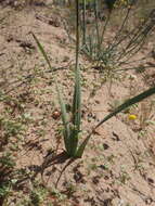 Image of Ixia calendulacea Goldblatt & J. C. Manning