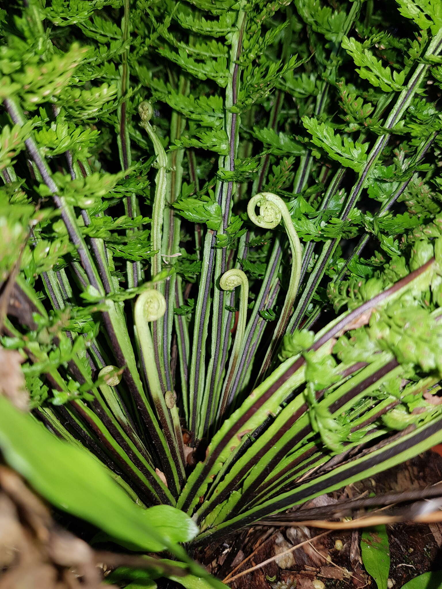 Plancia ëd Asplenium cristatum Lam.