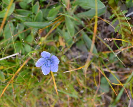 Image of Lomatogonium rotatum var. rotatum