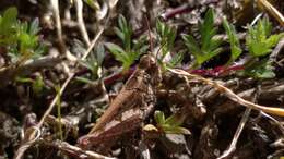 Baeacris punctulata (Thunberg 1824)的圖片