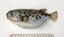 Image of Barred Toadfish