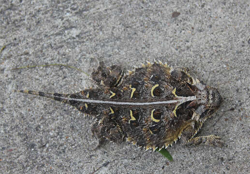 Image of Texas Horned Lizard