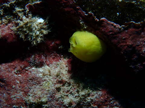 Image of lemon sponge