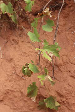 Image of mapleleaf grape