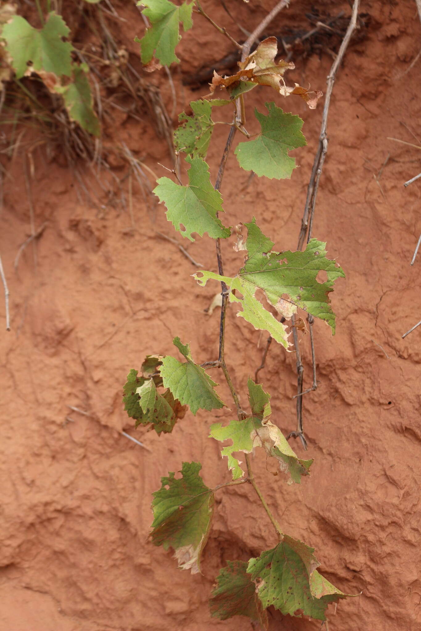 Plancia ëd Vitis acerifolia Raf.