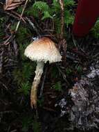 Lepiota spheniscispora Vellinga 2001 resmi