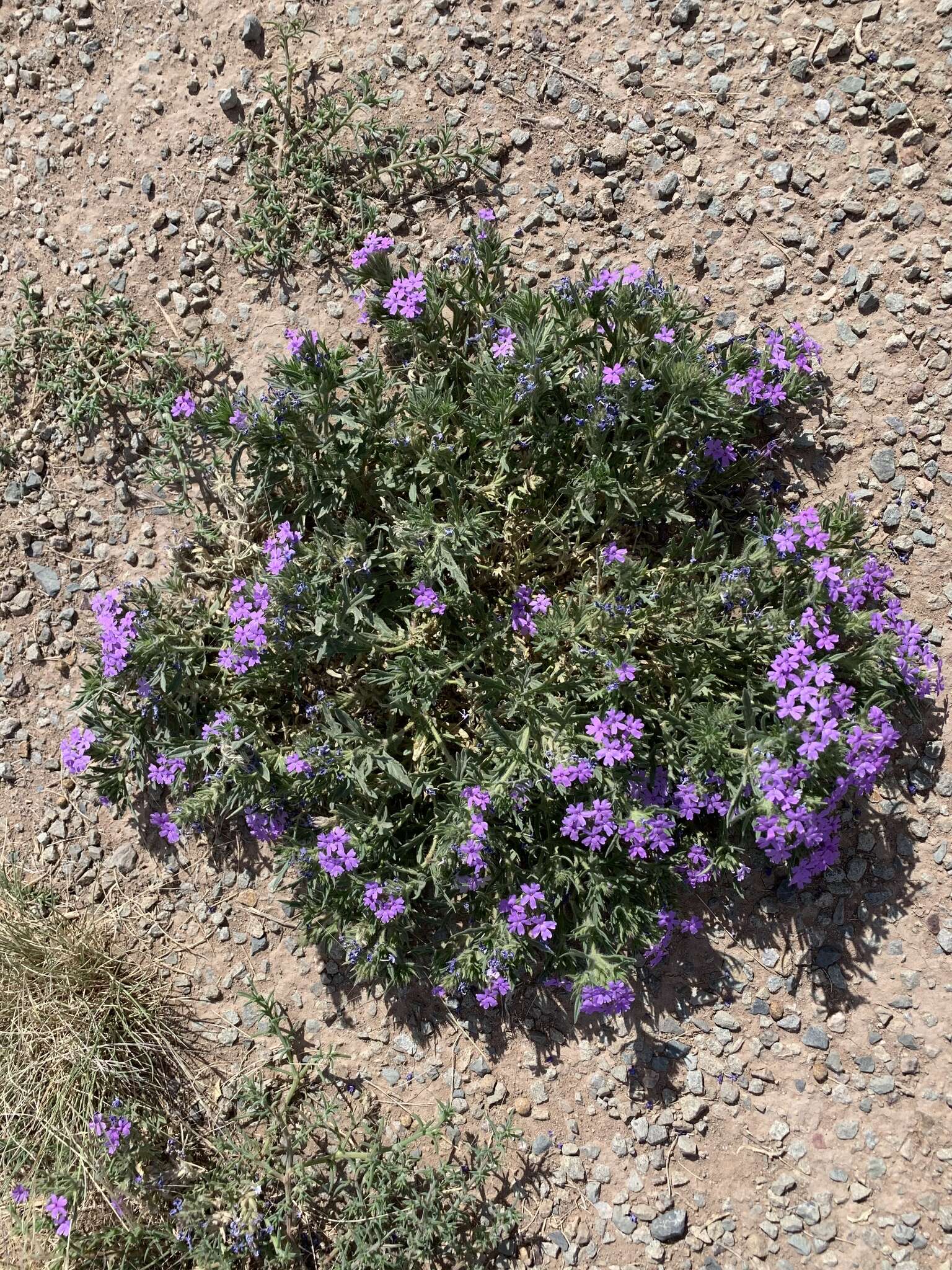 Image of Glandularia bipinnatifida var. latilobata (L. M. Perry) B. L. Turner