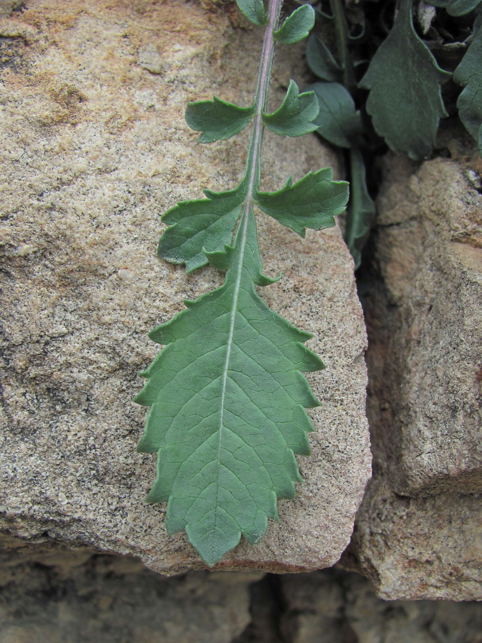 Image of Cephalaria dagestanica Bobrov