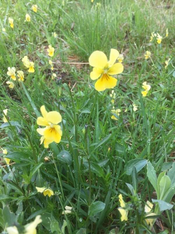 Image of yellow calamine violet