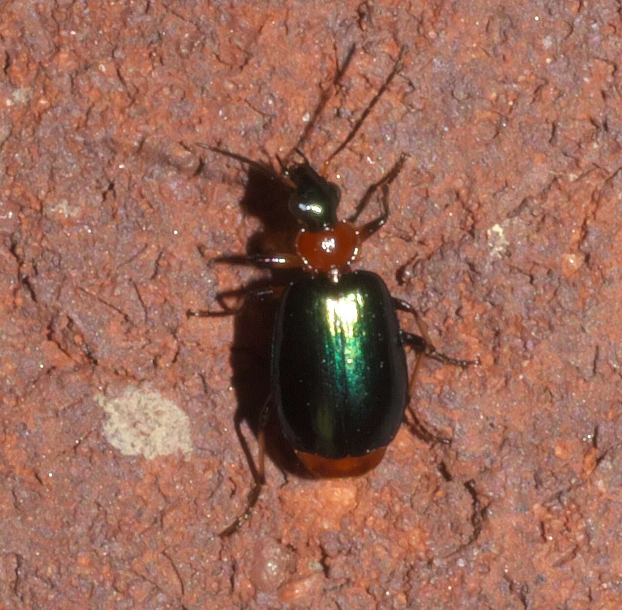 Image of Green-winged Lebia