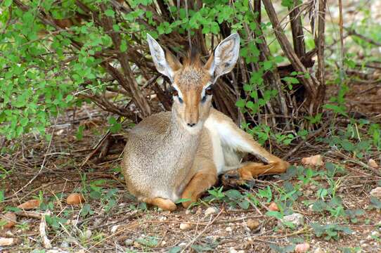 Image of Kirk's Dik-dik