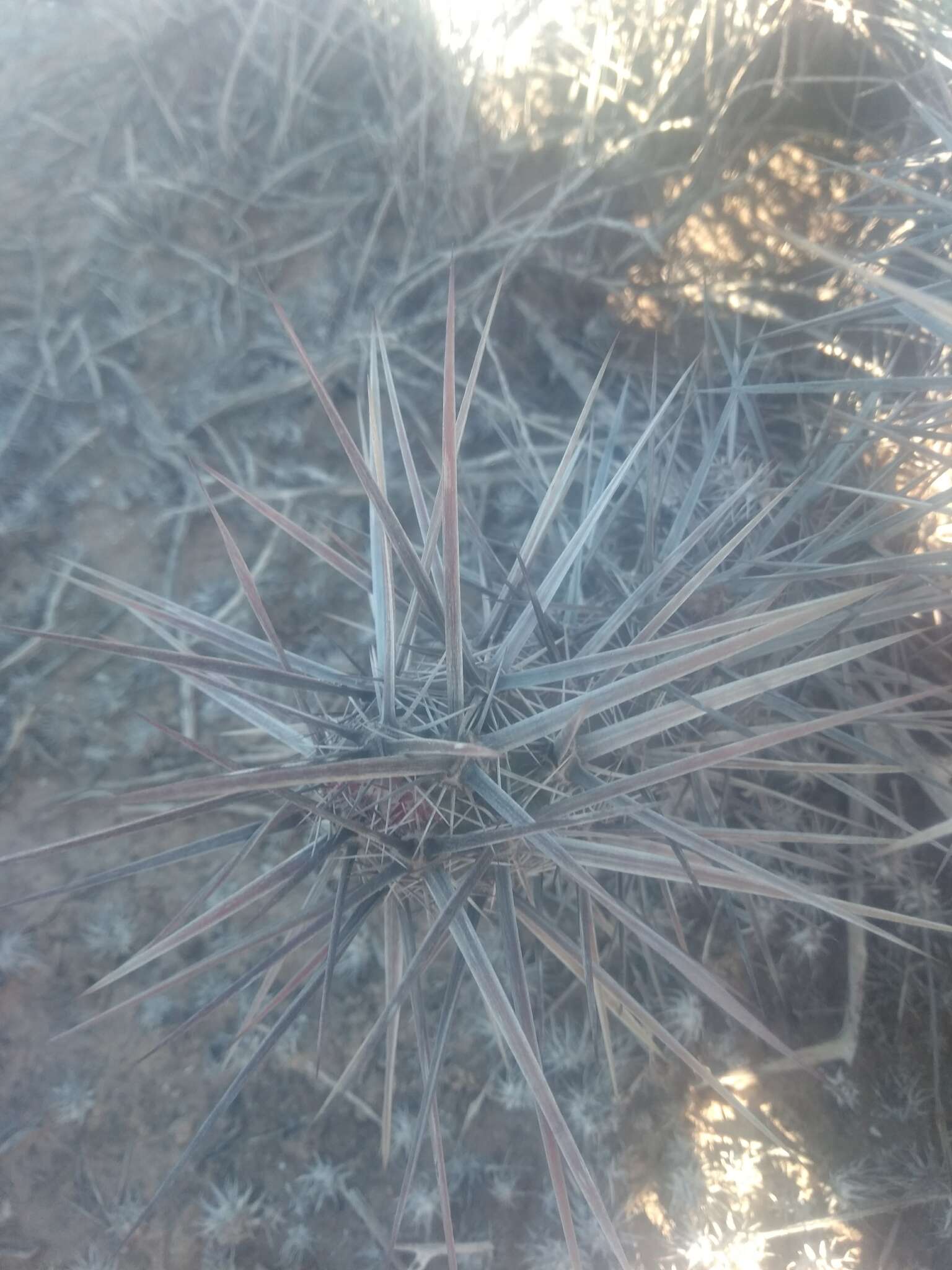 Image of Echinocereus brandegeei (J. M. Coult.) K. Schum.