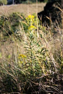 Plancia ëd Senecio serratuloides DC.