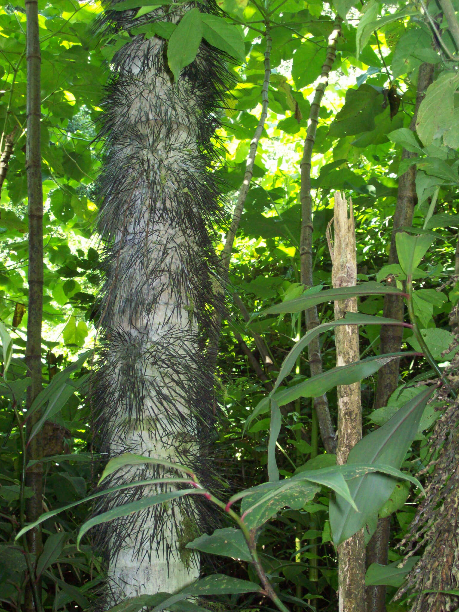 Image of Black palm