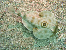 Image of Bullseye Electric Ray