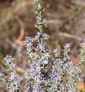 Olearia lanuginosa (J. H. Willis) N. A. Wakefield resmi