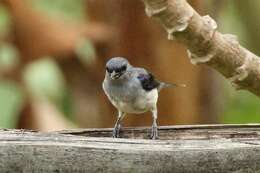 Image of Plain-colored Tanager