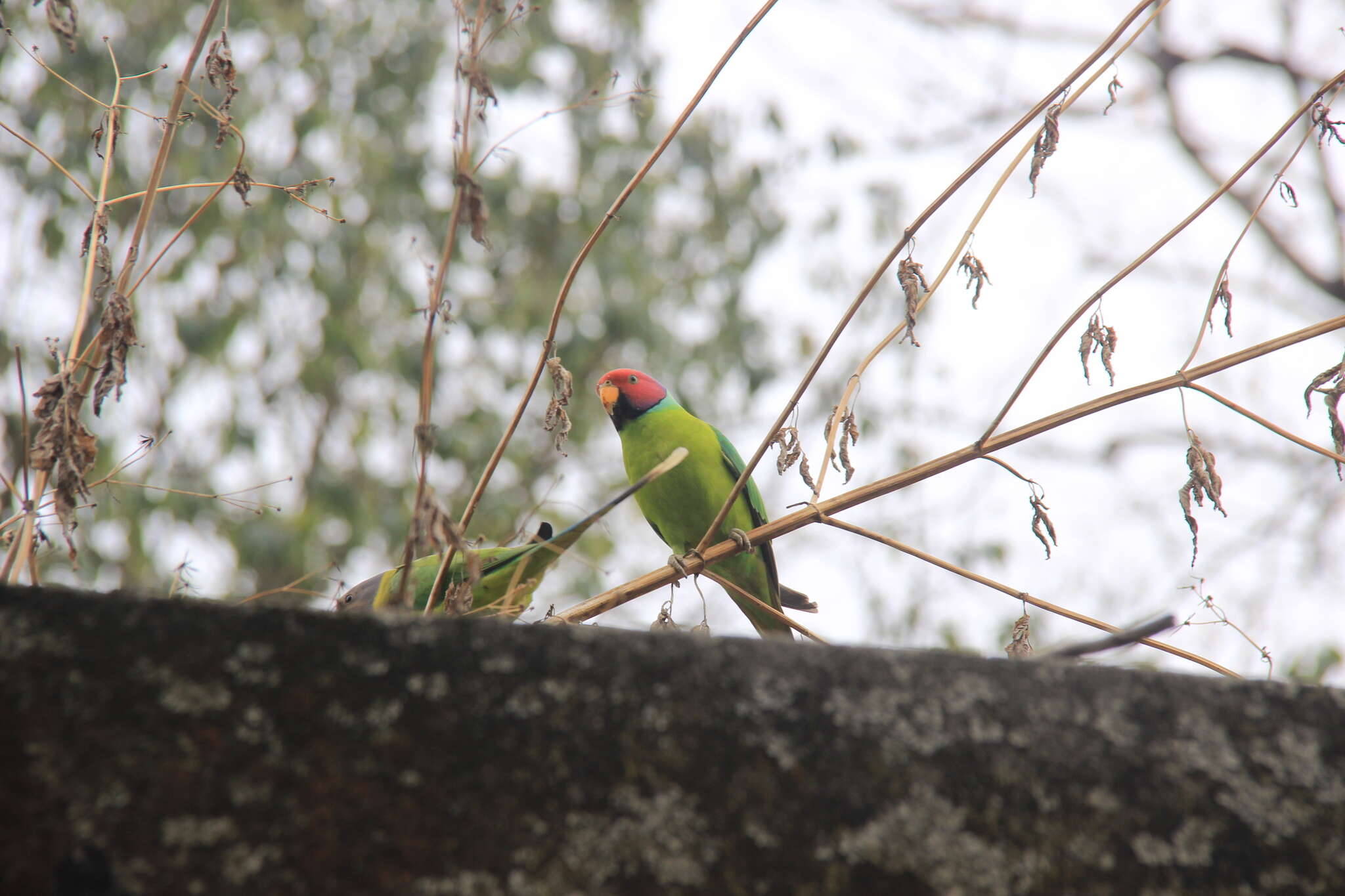 Image of Plum-headed Parakeet