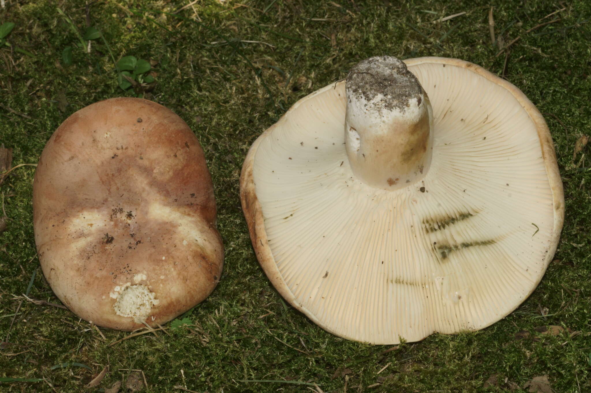 Image of Lactifluus allardii (Coker) De Crop 2012