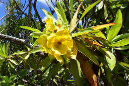 Image of Hibbertia baudouinii Brongn. & Gris