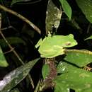 Image of Helen’s Tree Frog
