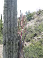 Tillandsia tehuacana I. Ramírez & Carnevali的圖片