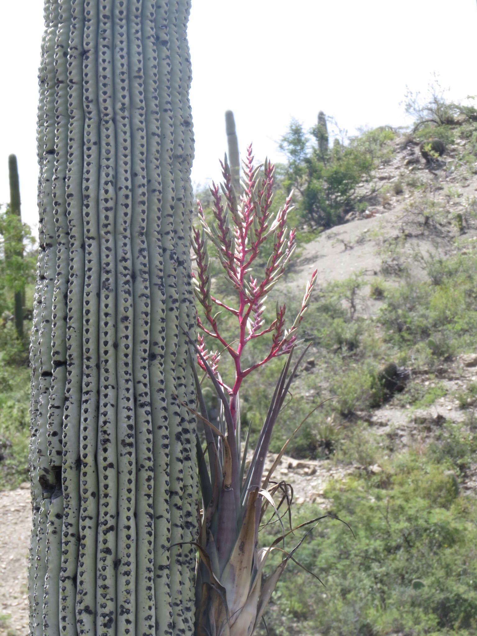 Image of Tillandsia tehuacana I. Ramírez & Carnevali