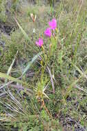 Image of Chironia jasminoides L.