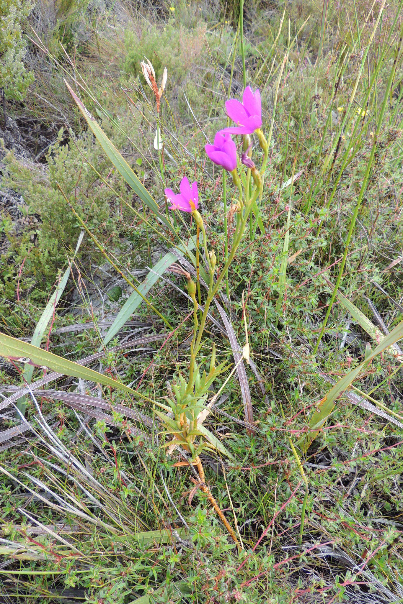 Image of Chironia jasminoides L.