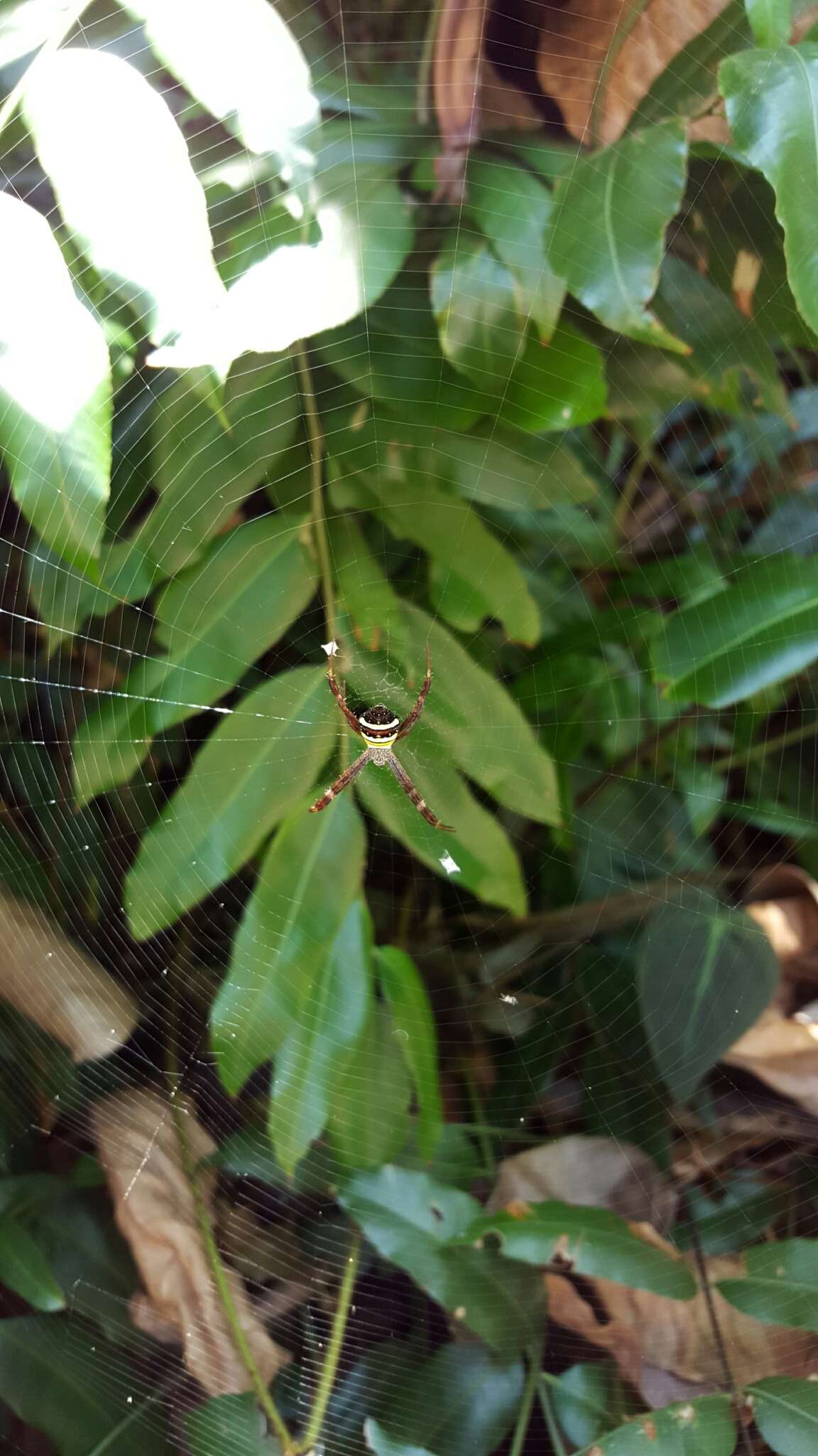 Image of Multi-coloured St Andrew's Cross Spider