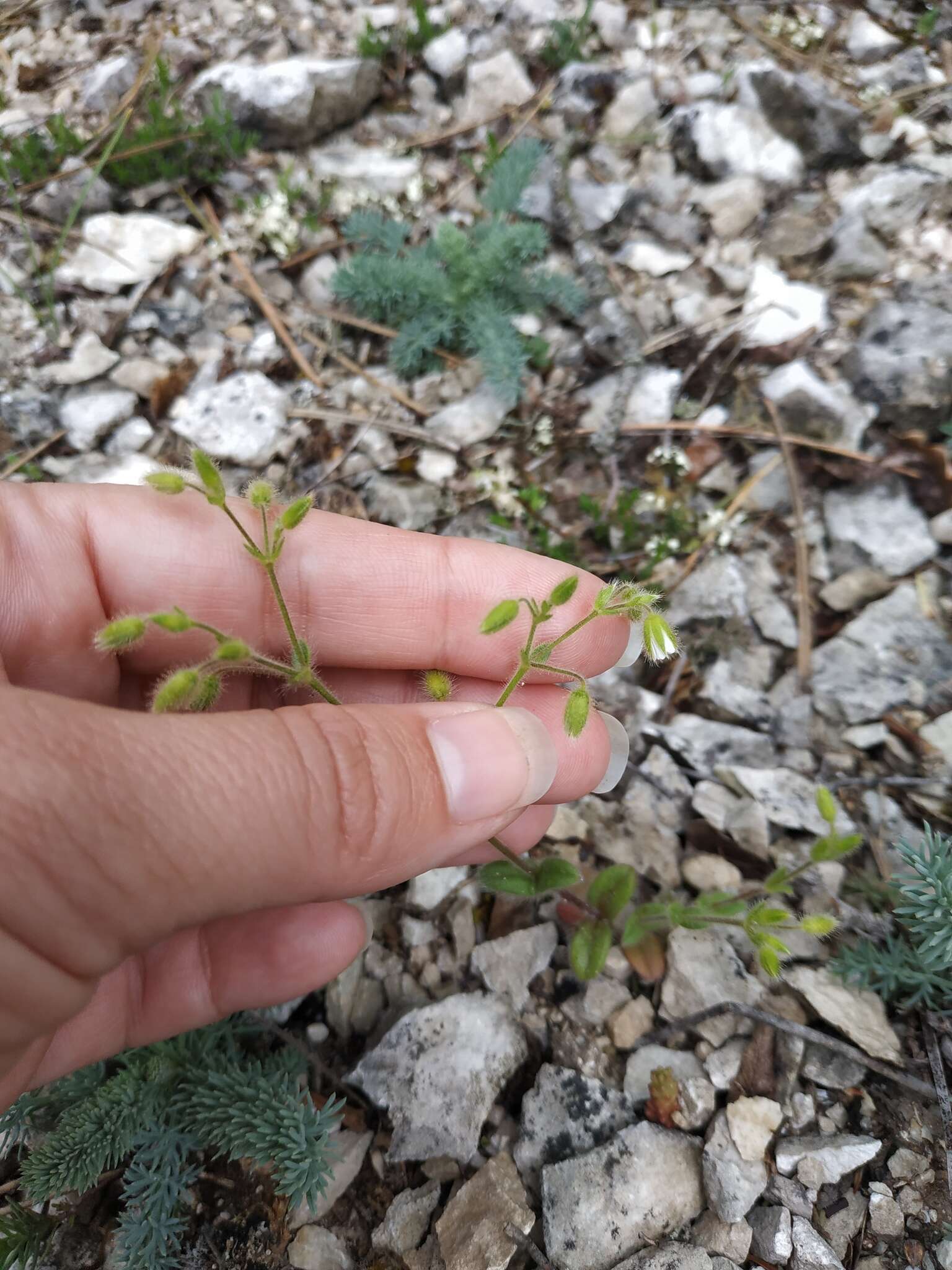 Image of Cerastium brachypetalum subsp. tauricum (Spreng.) Murb.