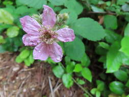 Слика од Rubus vestitus Weihe & Nees