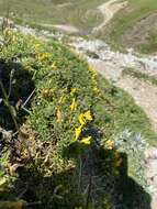 Image of Genista hystrix subsp. legionensis (Pau) P. E. Gibbs