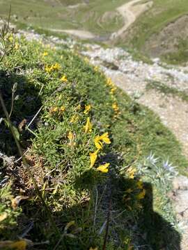 Image of Genista hystrix Lange