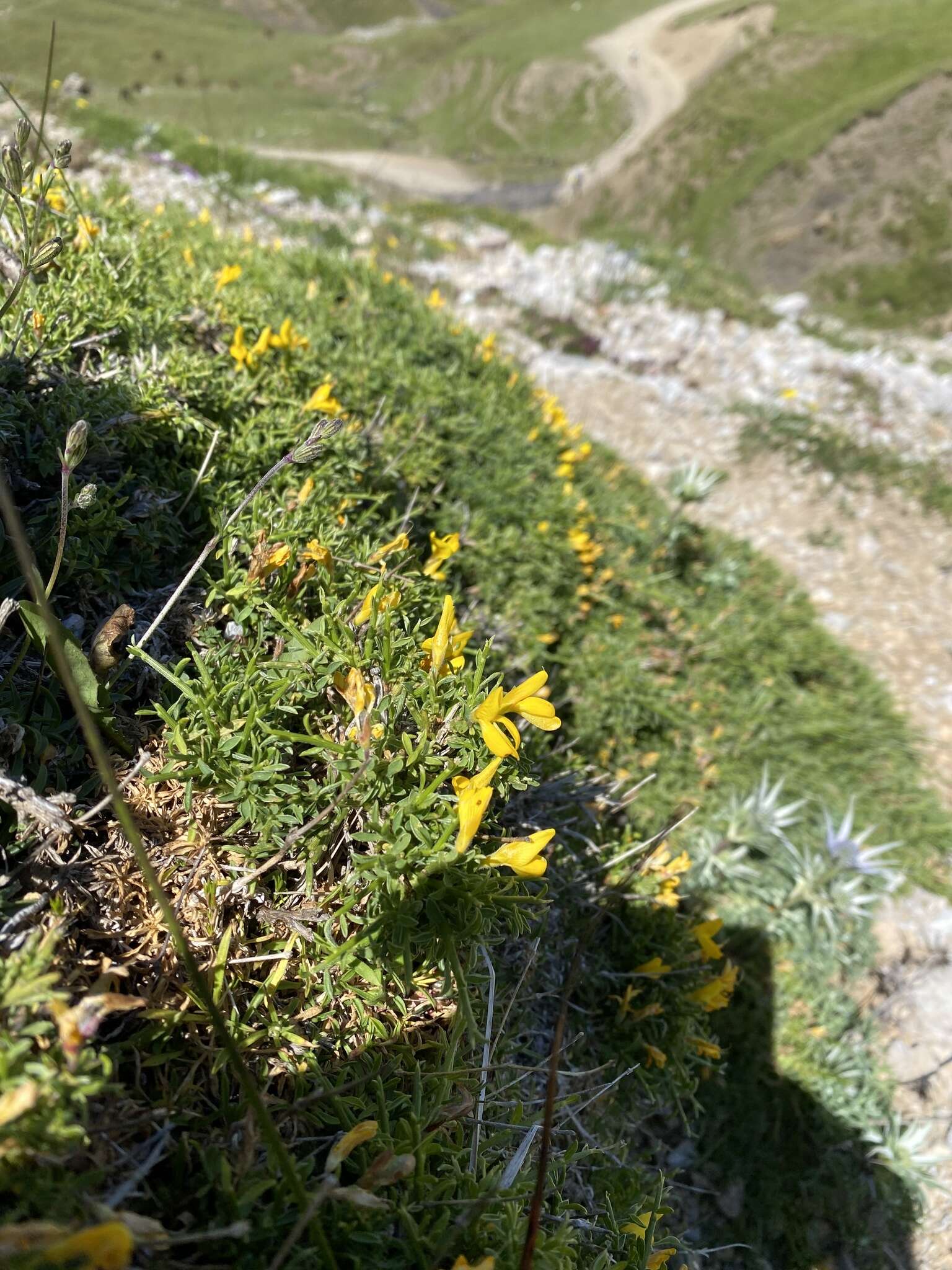 Слика од Genista hystrix subsp. legionensis (Pau) P. E. Gibbs