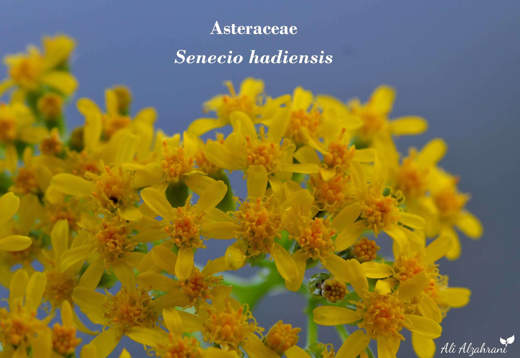 Image of Senecio hadiensis Forsk.