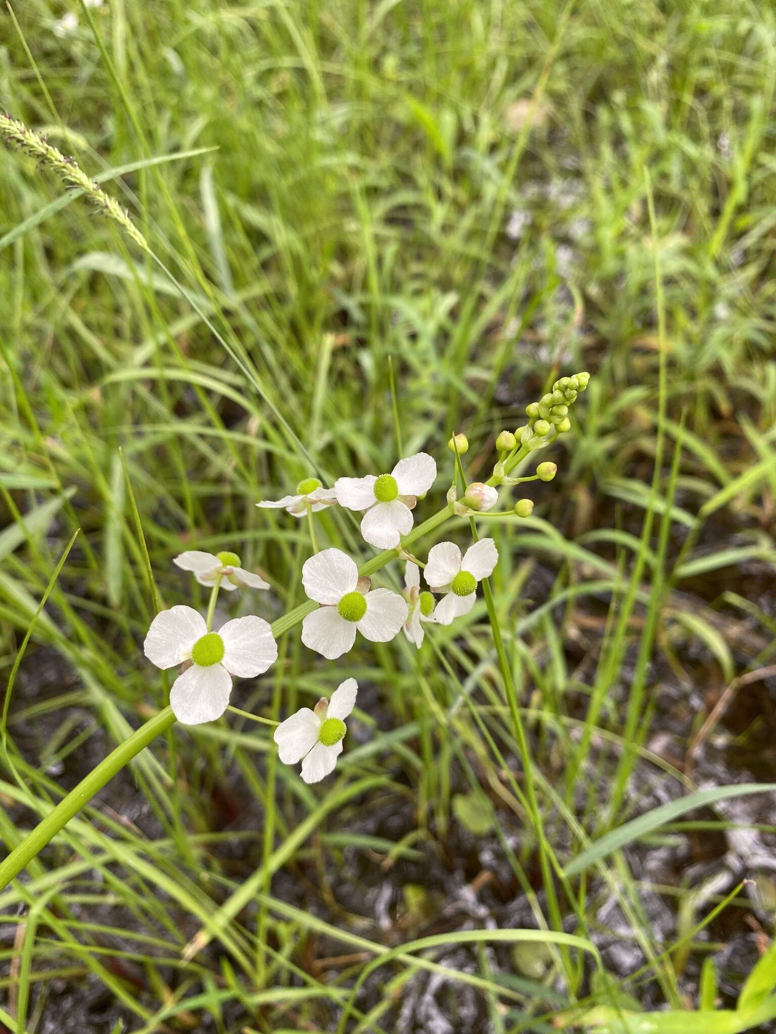 Image of grassy arrowhead