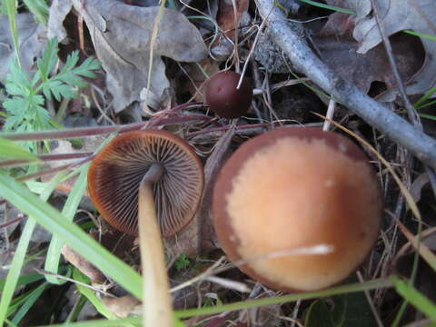 Image de Psathyrella atrospora A. H. Sm. 1972