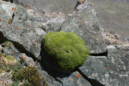 صورة Stellaria pulvinata Grubov